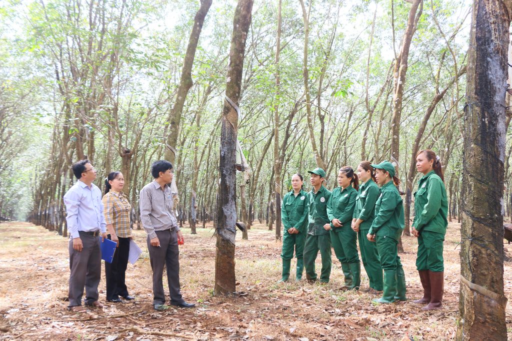 Cao su Phú Riềng: Duy trì năng suất vườn cây ổn định 2,26 tấn/ha